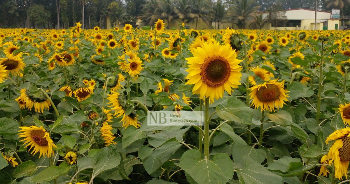 ফরিদপুরে চোখ জুড়াচ্ছে সূর্যমুখী