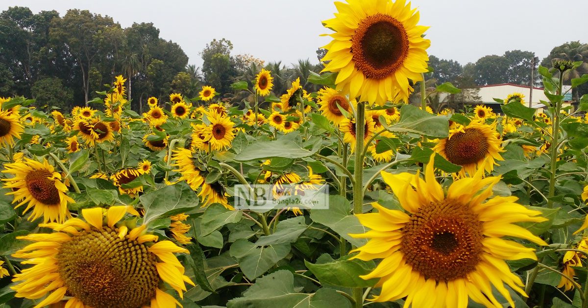 ফরিদপুরে চোখ জুড়াচ্ছে সূর্যমুখী