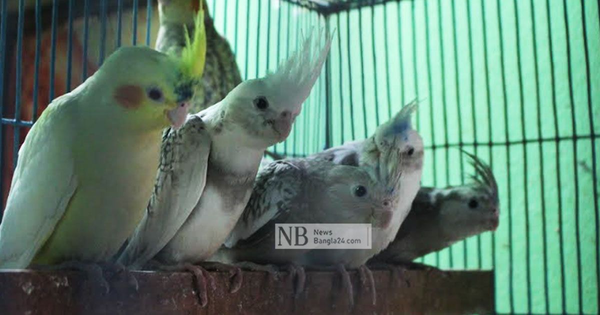 শখের ২০ জোড়া পাখি থেকে ২৫০ জোড়া