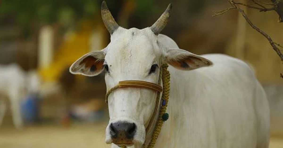 গোহত্যা বন্ধ হলেই পৃথিবীর সমস্যা শেষ: ভারতের আদালত