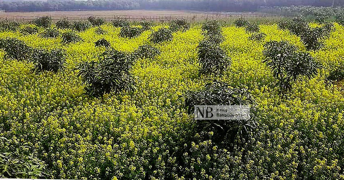 আমবাগানের-ফাঁকে-সরিষা