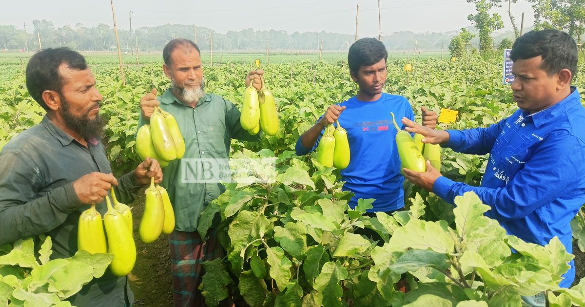 কদর বাড়ছে লাউ বেগুনের