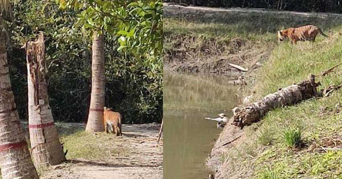 ৩ বাঘে আতঙ্কিত বনরক্ষীরা