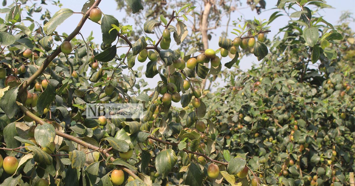 কাশ্মীরি-বল সুন্দরী বরই চাষে বাজিমাত রড মিস্ত্রি লিটনের