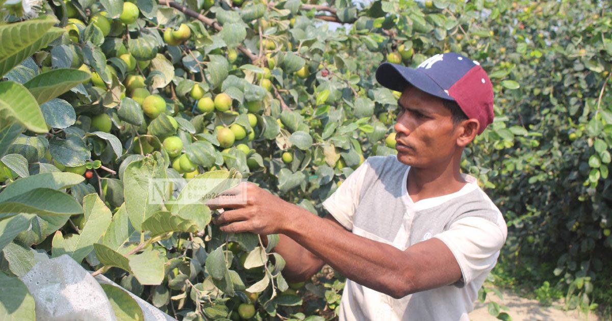 কাশ্মীরি-বল সুন্দরী বরই চাষে বাজিমাত রড মিস্ত্রি লিটনের