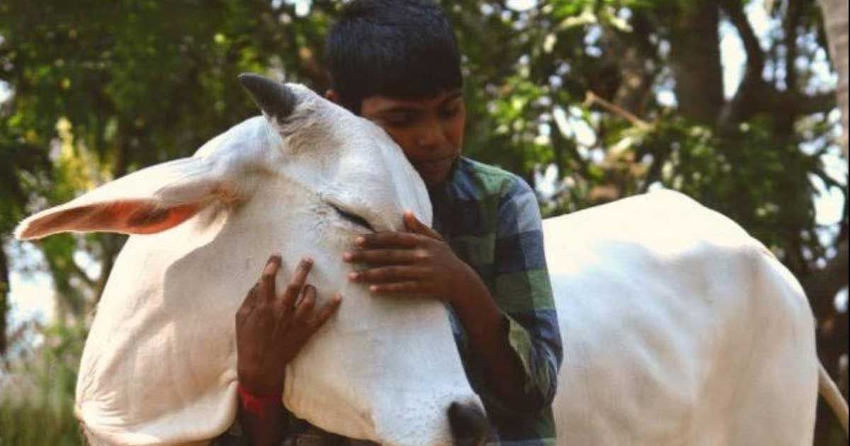 গরু জড়িয়ে ধরা দিবস পালন থেকে সরে এল ভারত