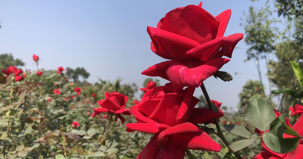 গোলাপগ্রামের-গোলাপ-এবার-২০-কোটি-টাকা-বিক্রির-আশা