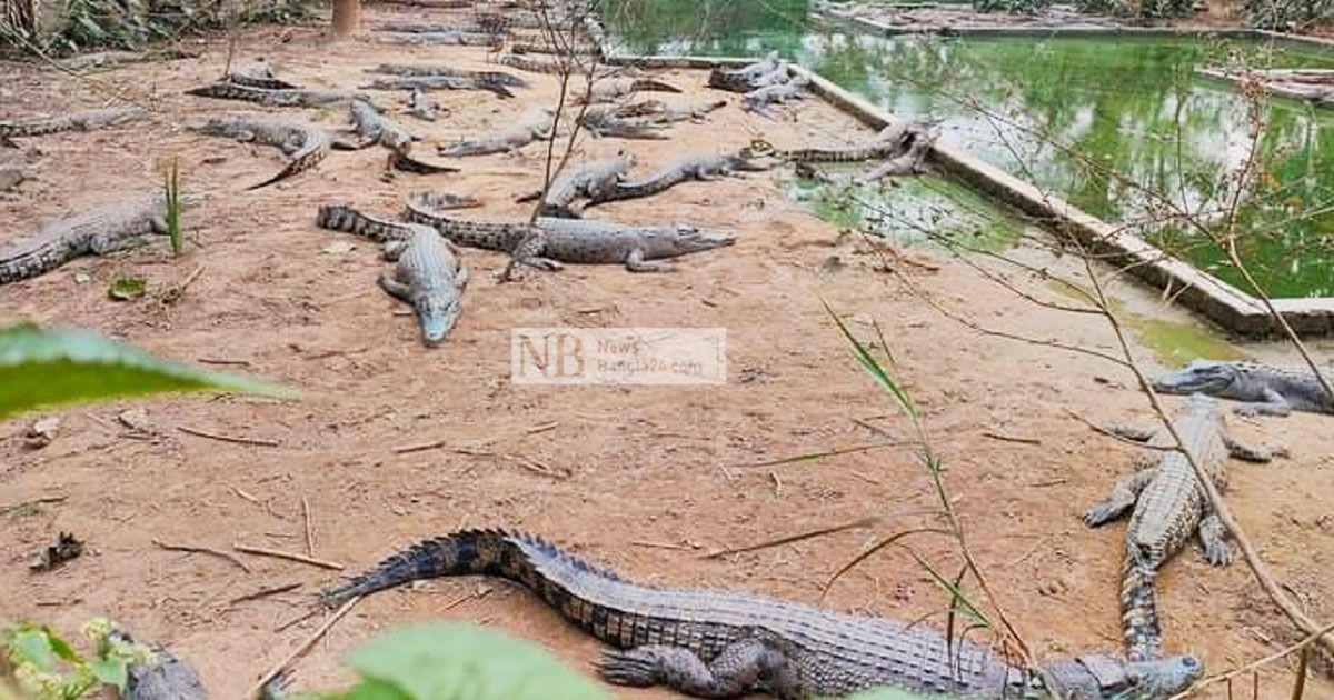 ব্যয়-মেটাতে-পর্যটকদের-জন্য-উন্মুক্ত-সেই-কুমির-খামার