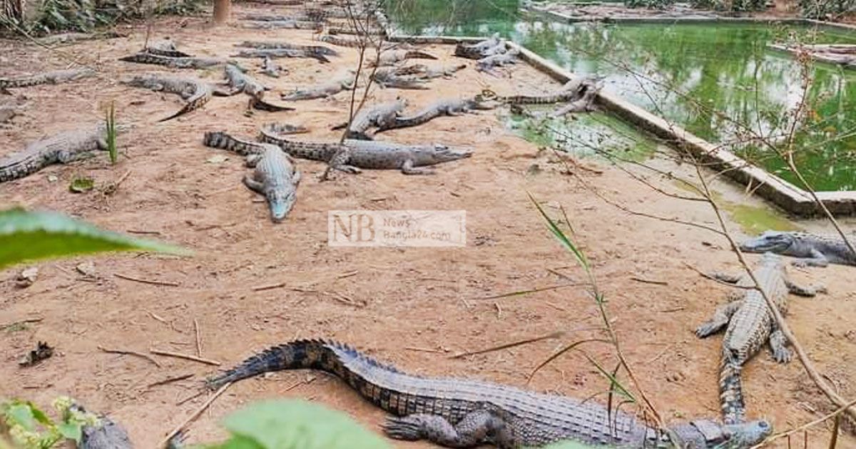 ব্যয় মেটাতে পর্যটকদের জন্য উন্মুক্ত সেই ‘কুমির খামার’