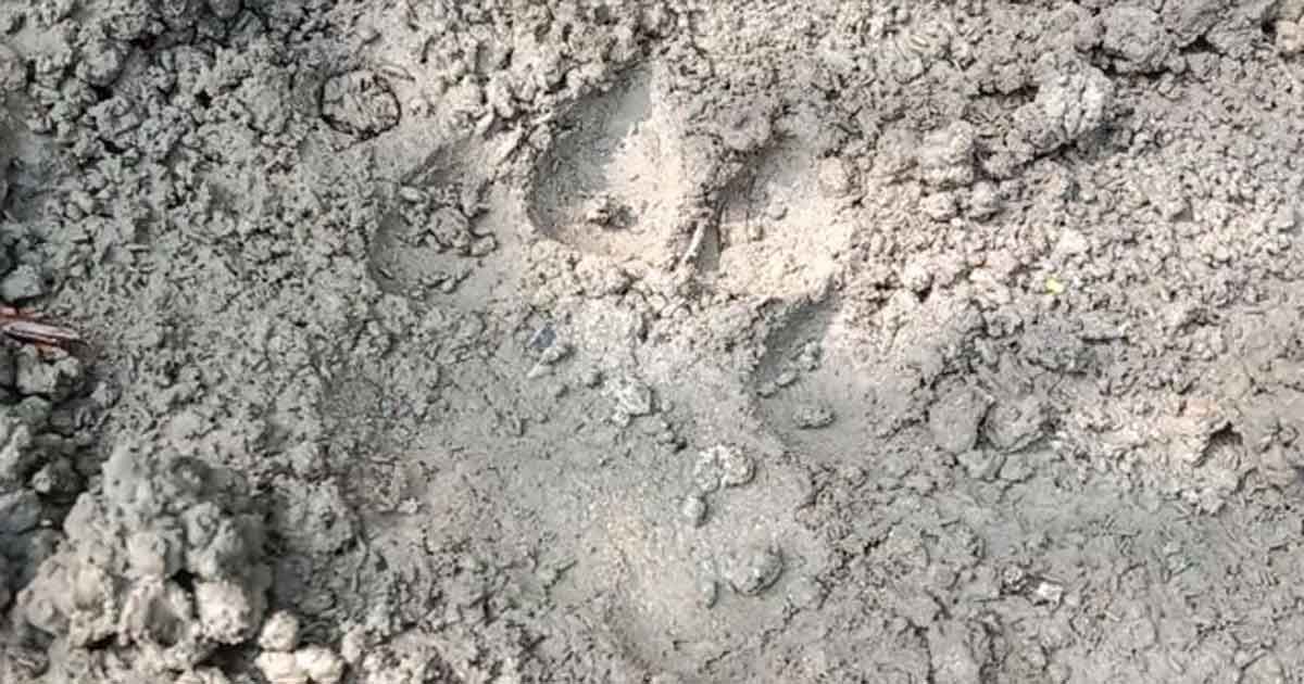 ‘বাঘের বাড়ি’তে পর্যটনকেন্দ্র