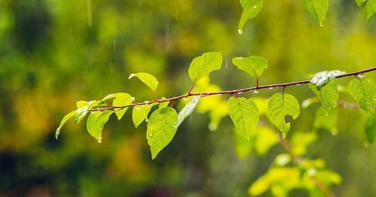 ফাগুনরাঙা-প্রকৃতিকে-আরও-সজীব-করতে-পারে-বৃষ্টি