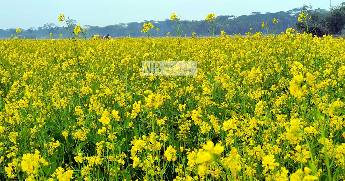 হলুদ মাঠে কৃষকের হাসি