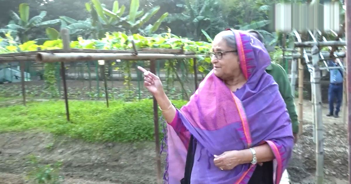 শেখ হাসিনা একজন সফল চাষিও!