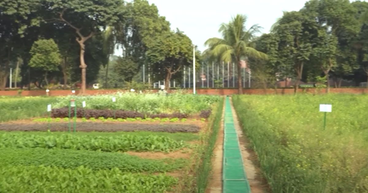 শেখ-হাসিনা-একজন-সফল-চাষিও
