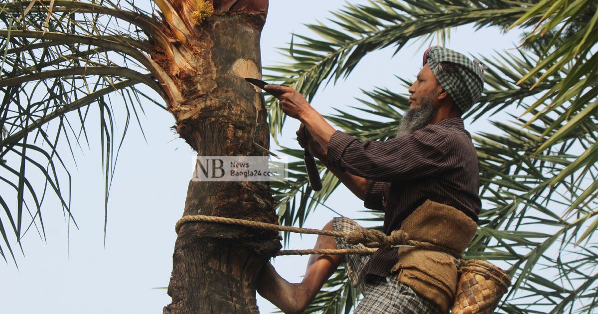 রসের নেশা রাঙ্গা গাছির