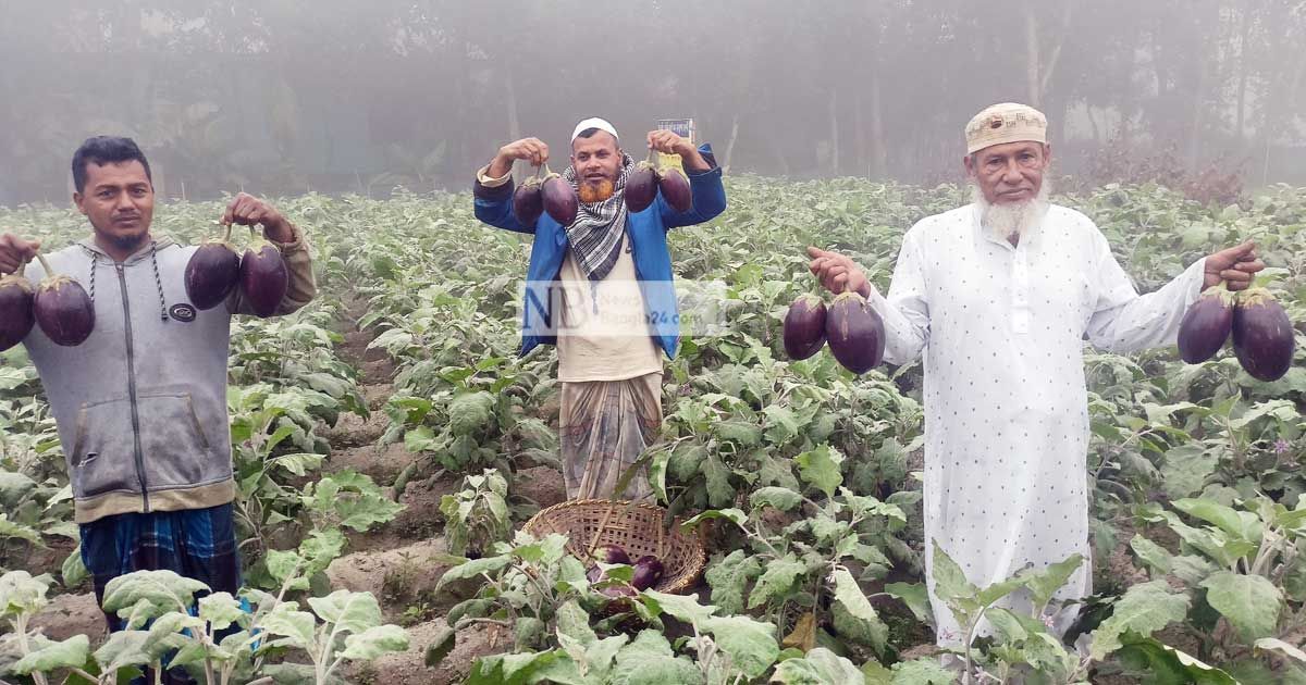 কুমিল্লায় ডাব বেগুনে ভালো মুনাফার আশা 