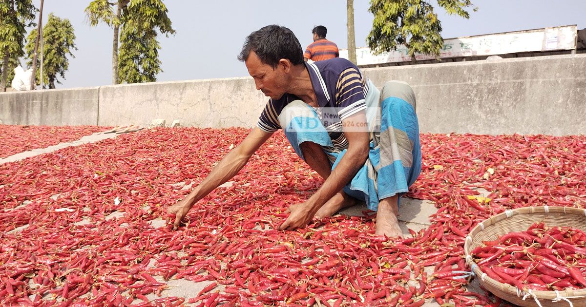 ভরা মৌসুমেও বগুড়ায় আগুন ছড়াচ্ছে মরিচ