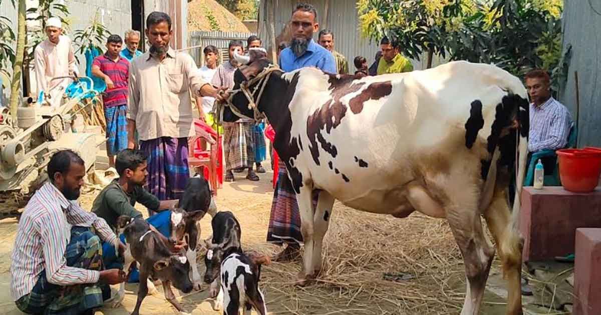 শেরপুরে-একসঙ্গে-৪-বাছুরের-জন্ম-দিল-গাভী