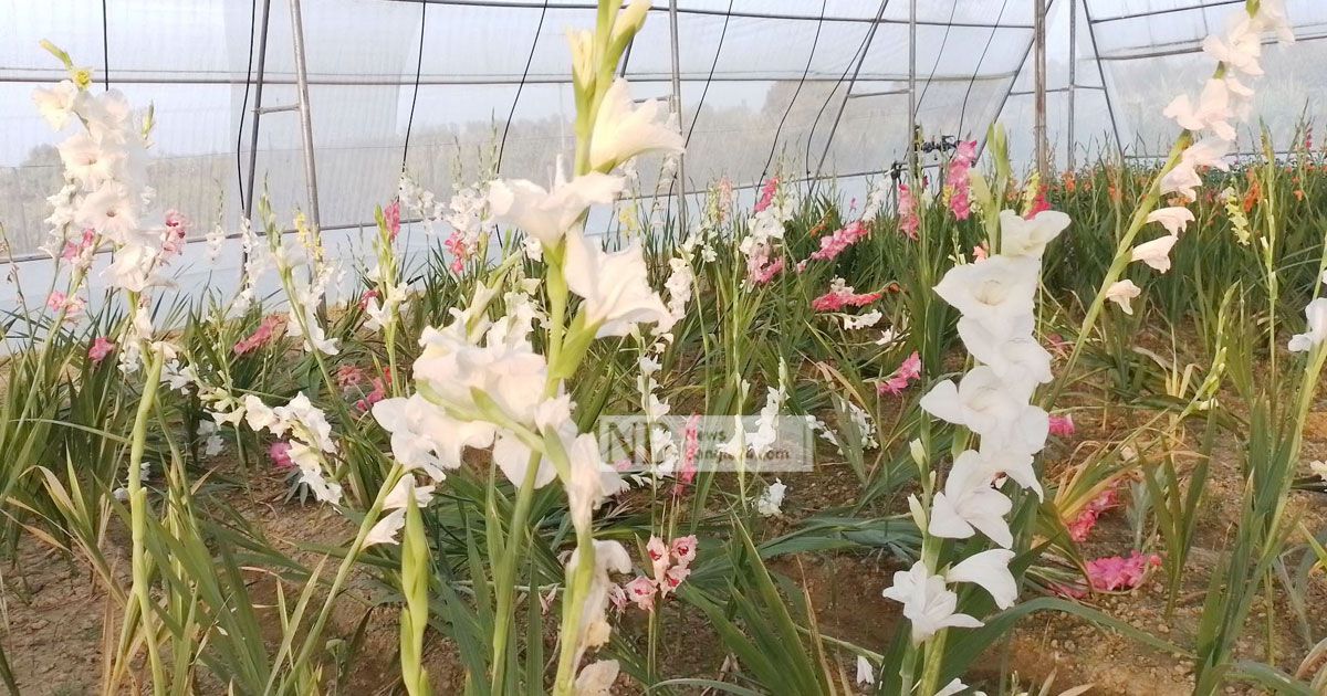 নওগাঁয় গ্লাডিওলাসের কদর বাড়াতে চান সোহেল 
