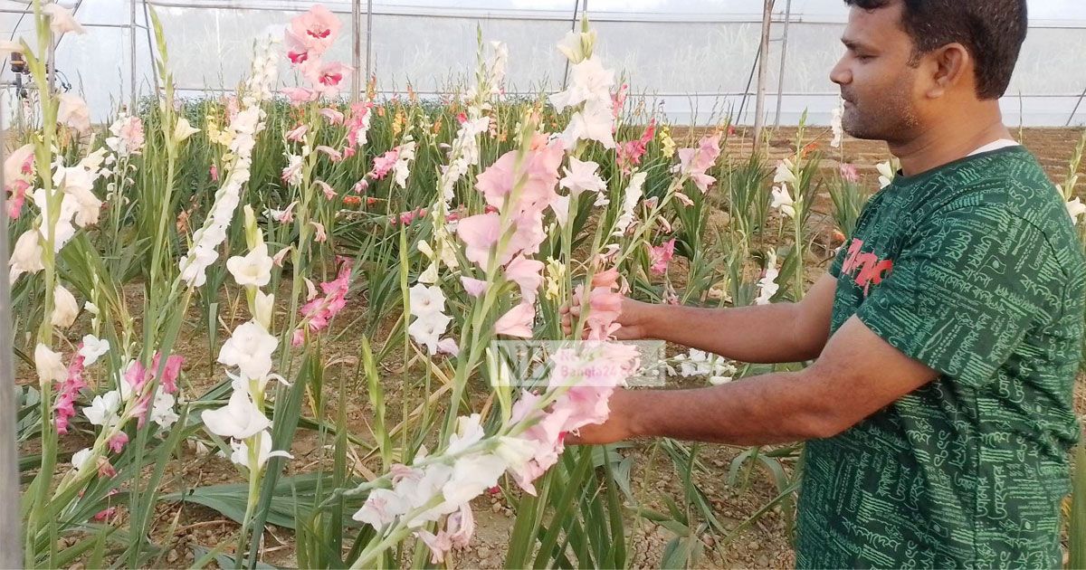 নওগাঁয় গ্লাডিওলাসের কদর বাড়াতে চান সোহেল 