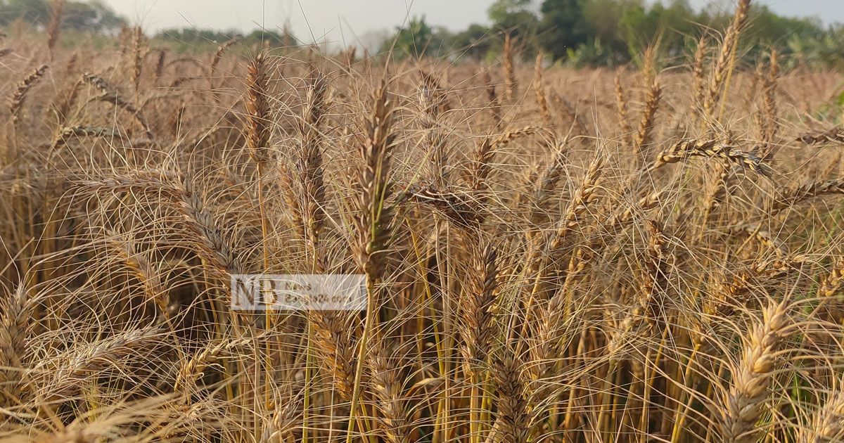 নতুন গমের দামে ও ফলনে খুশি মেহেরপুরের চাষিরা