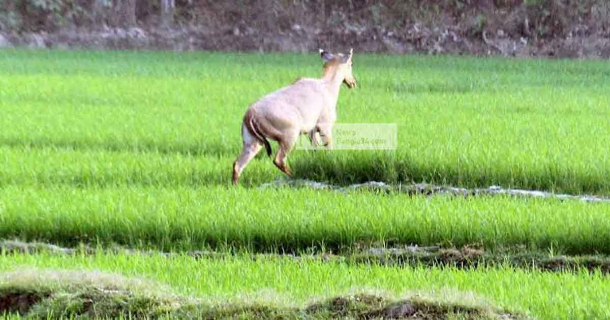 শালবনে ঘুরছে নীলগাই, বিরক্ত না করতে মাইকিং
