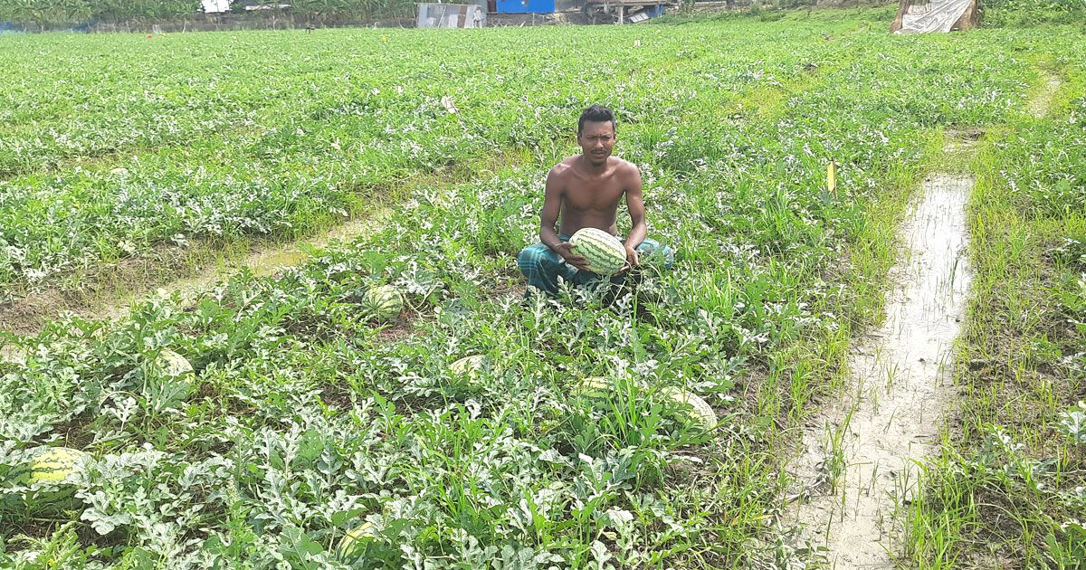 আরো-দেওই-অইলে-খ্যাতের-তরমুজ-সব-পইচ্চা-যাইবে