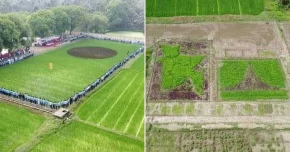 National-flag-in-paddy-field-in-Sherpur-map-and-memorial-in-vegetable-field