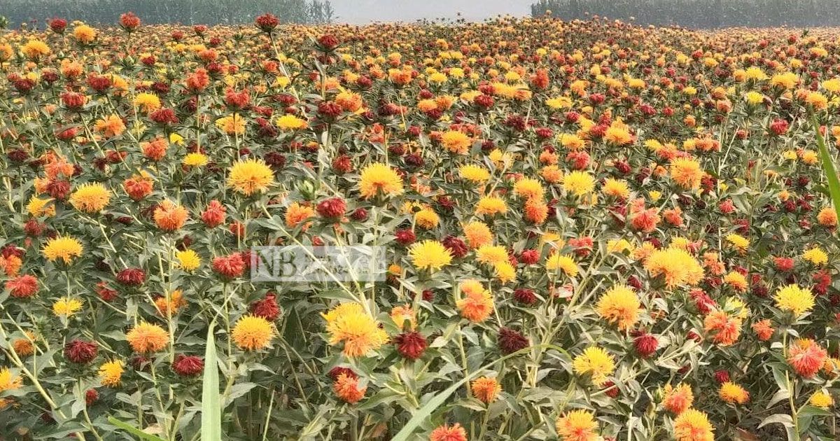 ফাঁকা চরে কুসুমের শোভা
