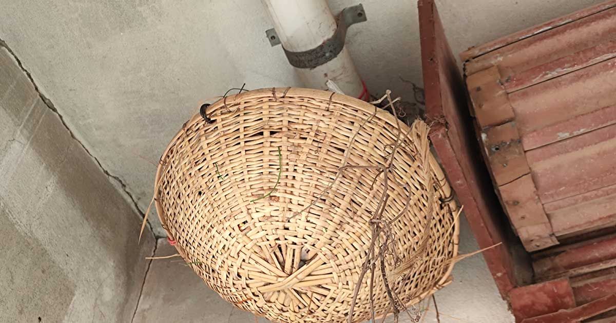 সড়ক উন্নয়নে আশ্রয়হারা অগুনতি পাখি