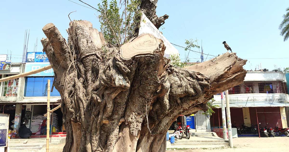 সড়ক উন্নয়নে আশ্রয়হারা অগুনতি পাখি