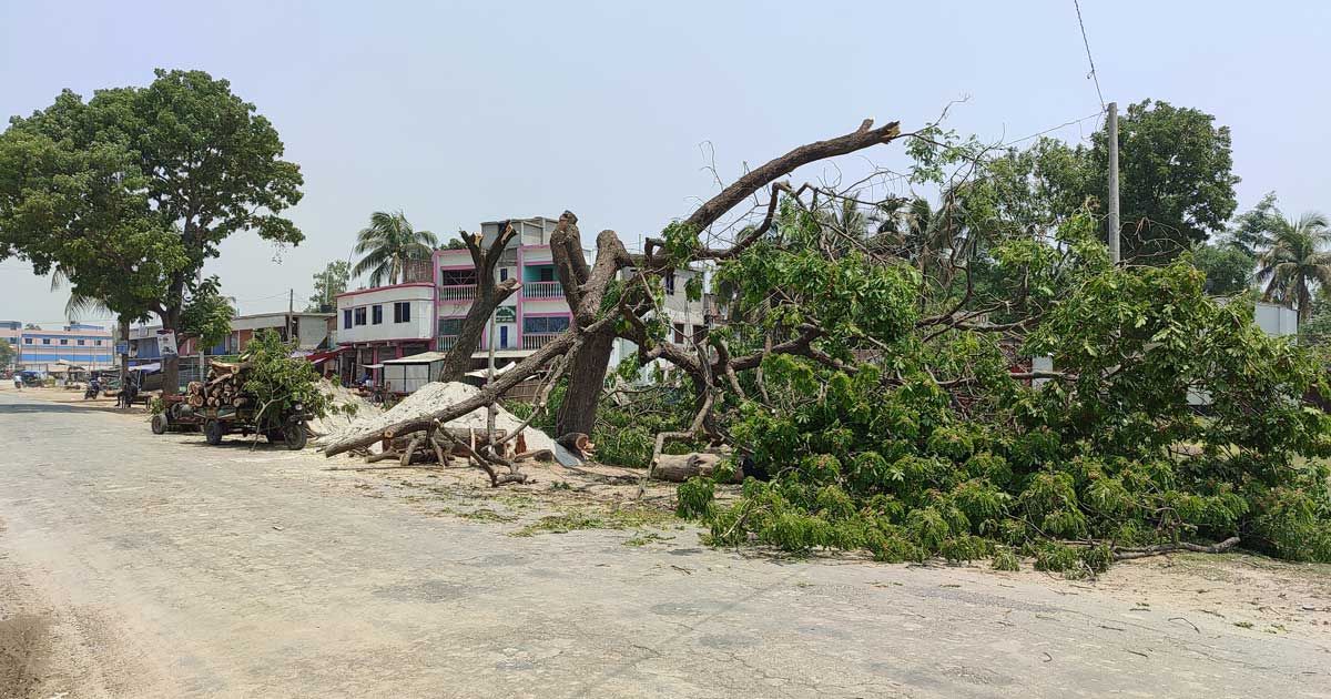 সড়ক উন্নয়নে আশ্রয়হারা অগুনতি পাখি