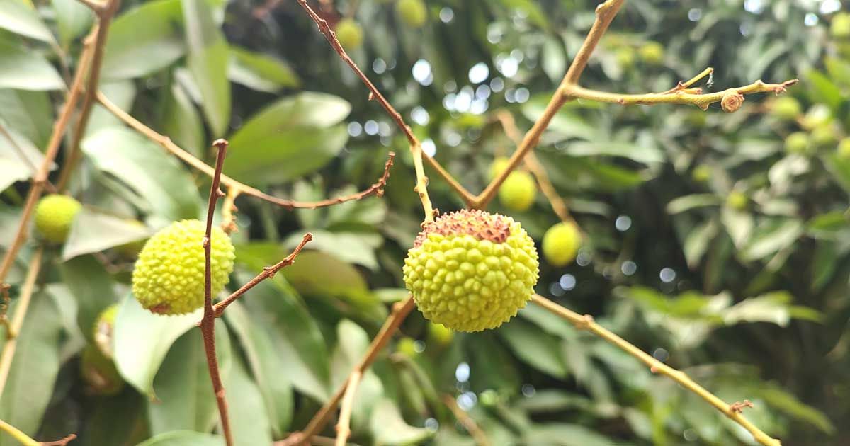 তাপপ্রবাহে গাছেই ফেটে গিয়ে ঝরে পড়ছে লিচু