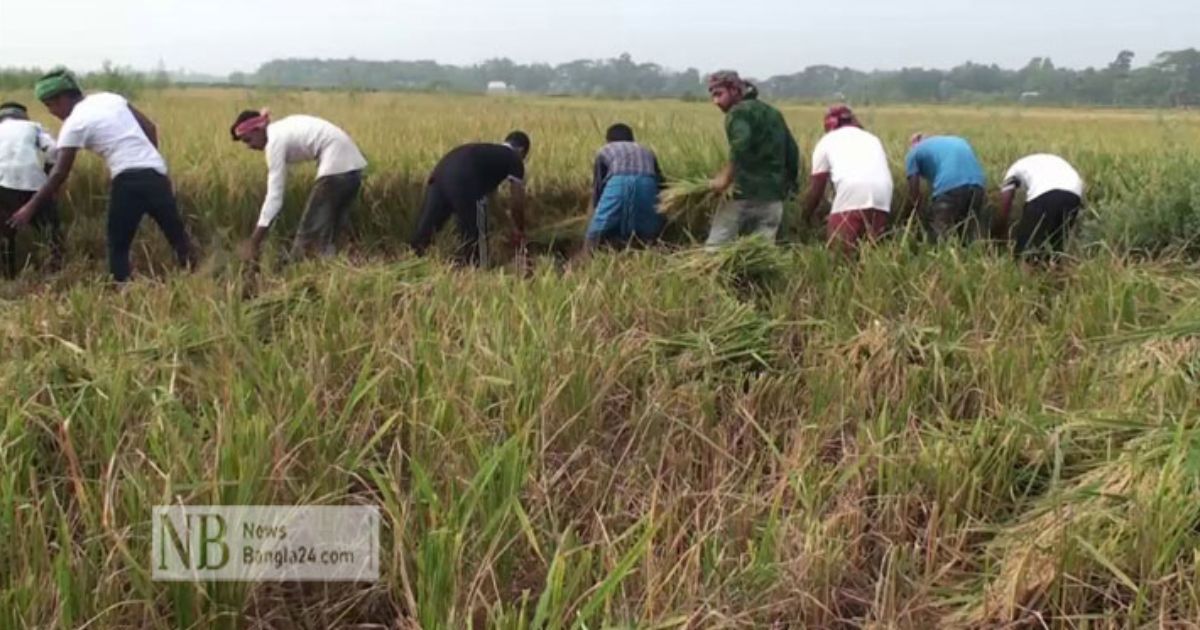 ধান-কেটে-দিয়ে-কৃষকের-বন্ধু-হতে-চায়-ছাত্রলীগ