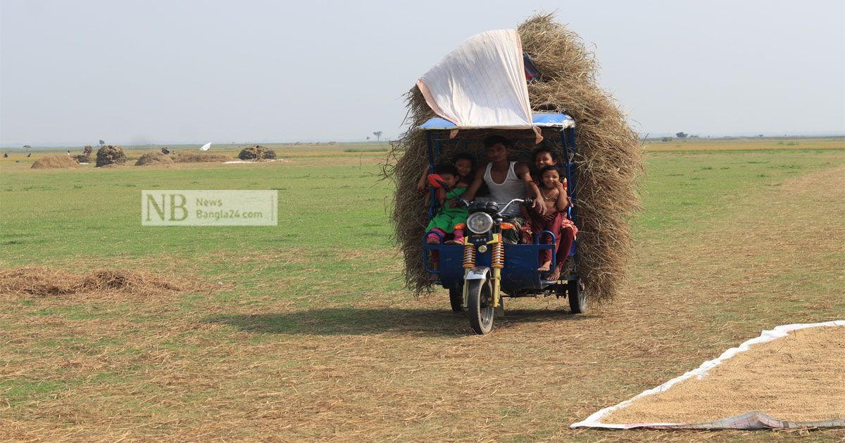 হাওরাঞ্চলে কৃষকের মুখে রোদের হাসি