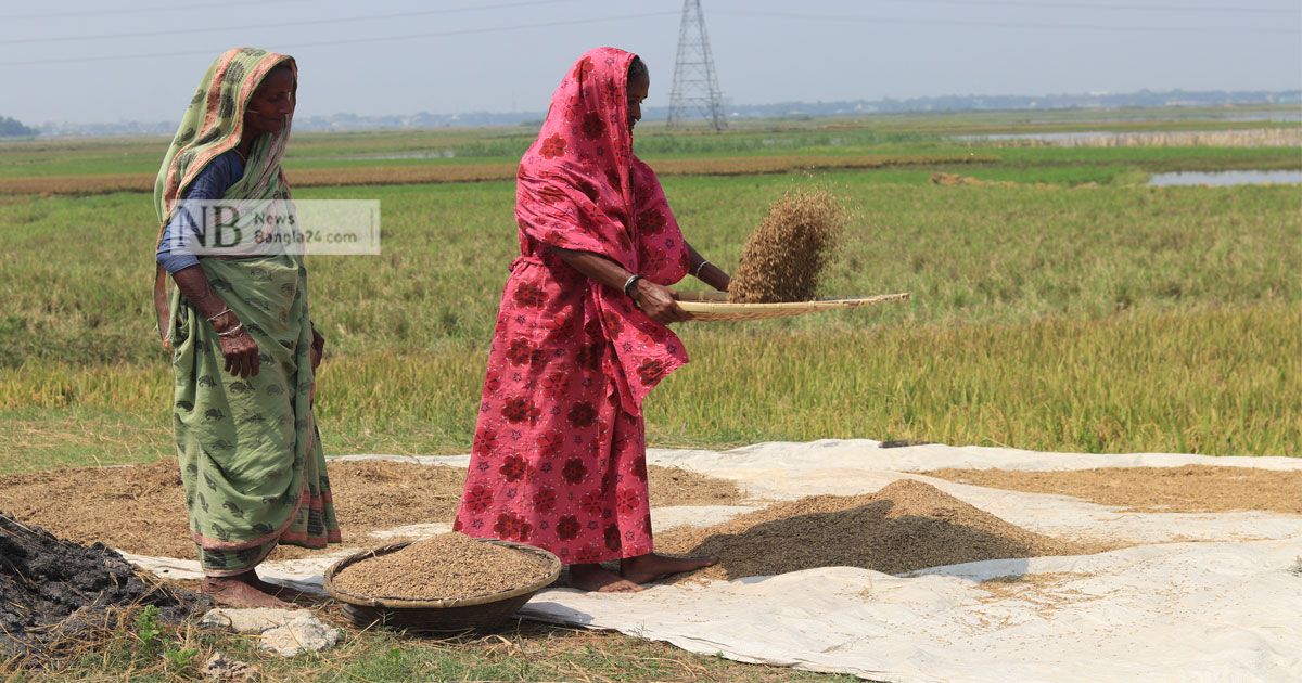 হাওরাঞ্চলে কৃষকের মুখে রোদের হাসি