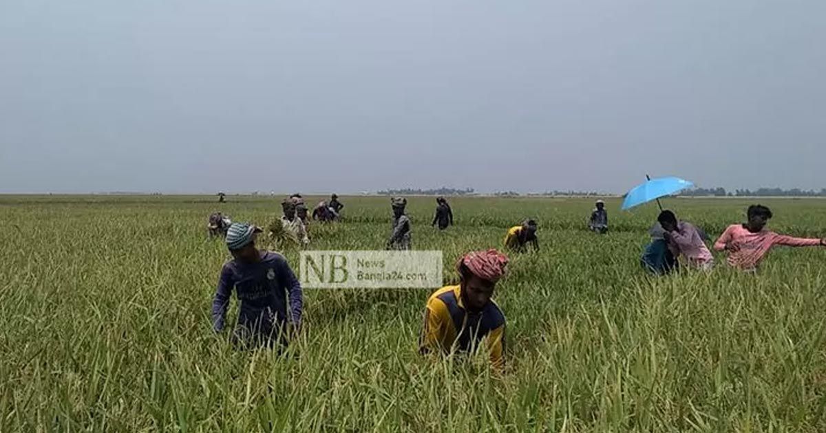 হাওরে ৯০ ভাগ ধান কাটা শেষ, চালে লক্ষ্যমাত্রা ছাড়ানোর আশা 