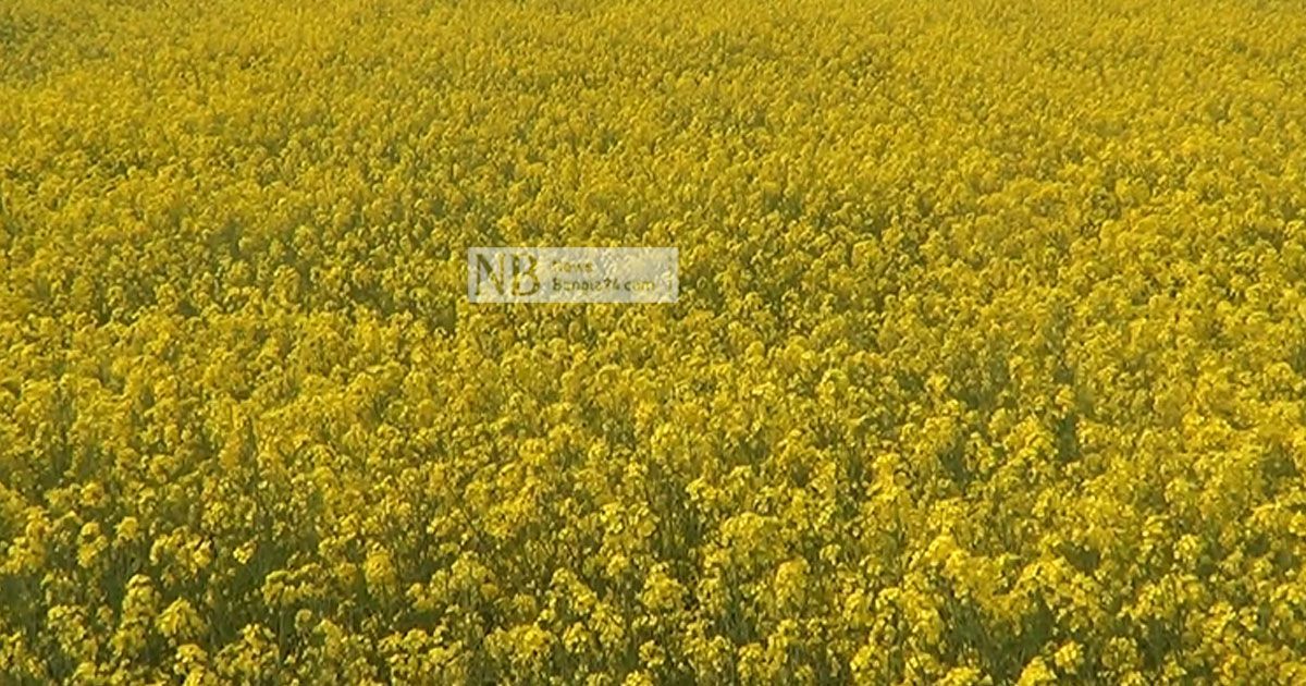 এক-বছরে-সরিষার-উৎপাদন-বাড়ল-৩-হাজার-কোটি-টাকার