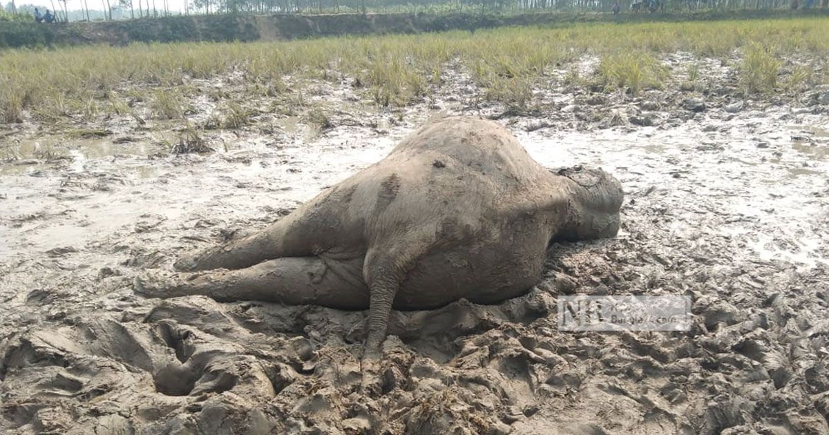 ধান ক্ষেতের তারে বিদ্যুৎস্পৃষ্ট হয়ে হাতির মৃত্যু