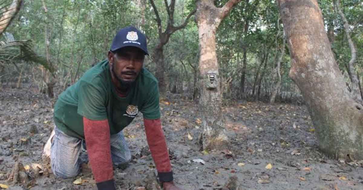 সুন্দরবনে বাঘের সংখ্যা বৃদ্ধির আভাস