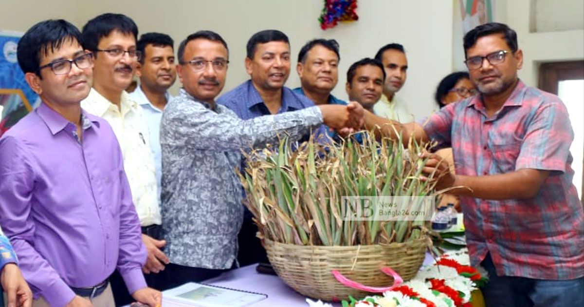 বিখ্যাত এমডি-২ জাতের আনারসের চারা বিতরণ কার্যক্রম শুরু