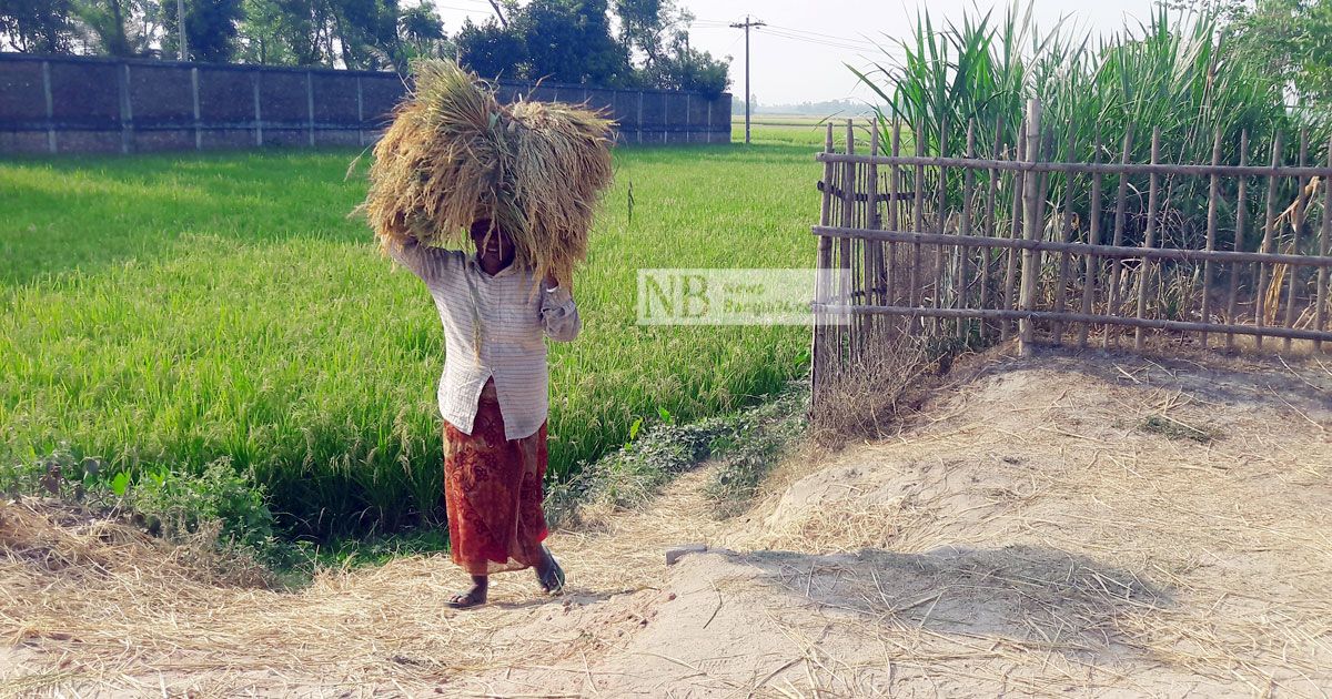 মোখার শঙ্কা: মিলছে না ধানকাটা শ্রমিক