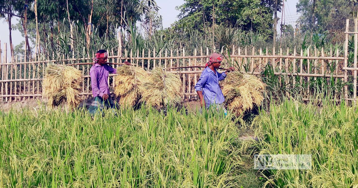 মোখার শঙ্কা: মিলছে না ধানকাটা শ্রমিক