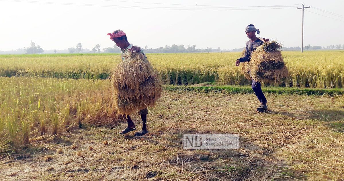 মোখার-শঙ্কা-মিলছে-না-ধানকাটা-শ্রমিক