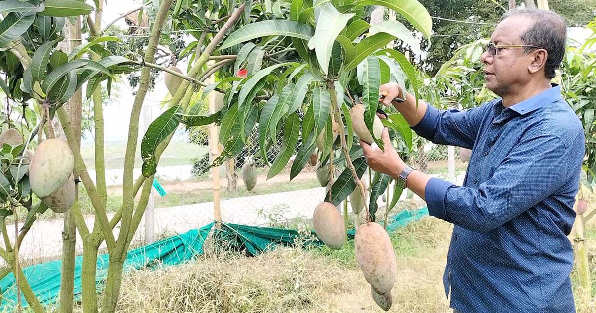 ফ্রুটস-ভ্যালিতে-৪৭-জাতের-আমের-চাষ