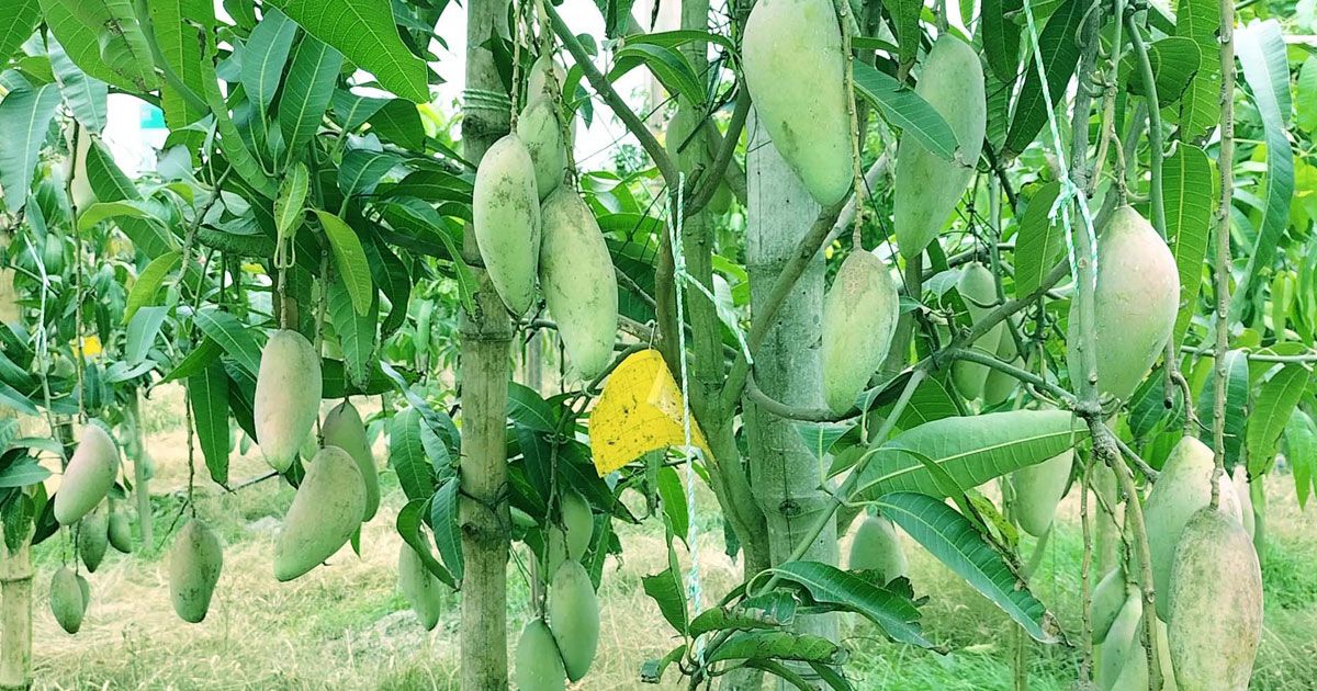 ফ্রুটস ভ্যালিতে ৪৭ জাতের আমের চাষ