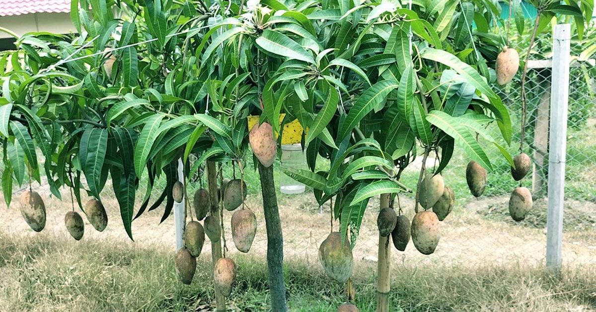 ফ্রুটস ভ্যালিতে ৪৭ জাতের আমের চাষ