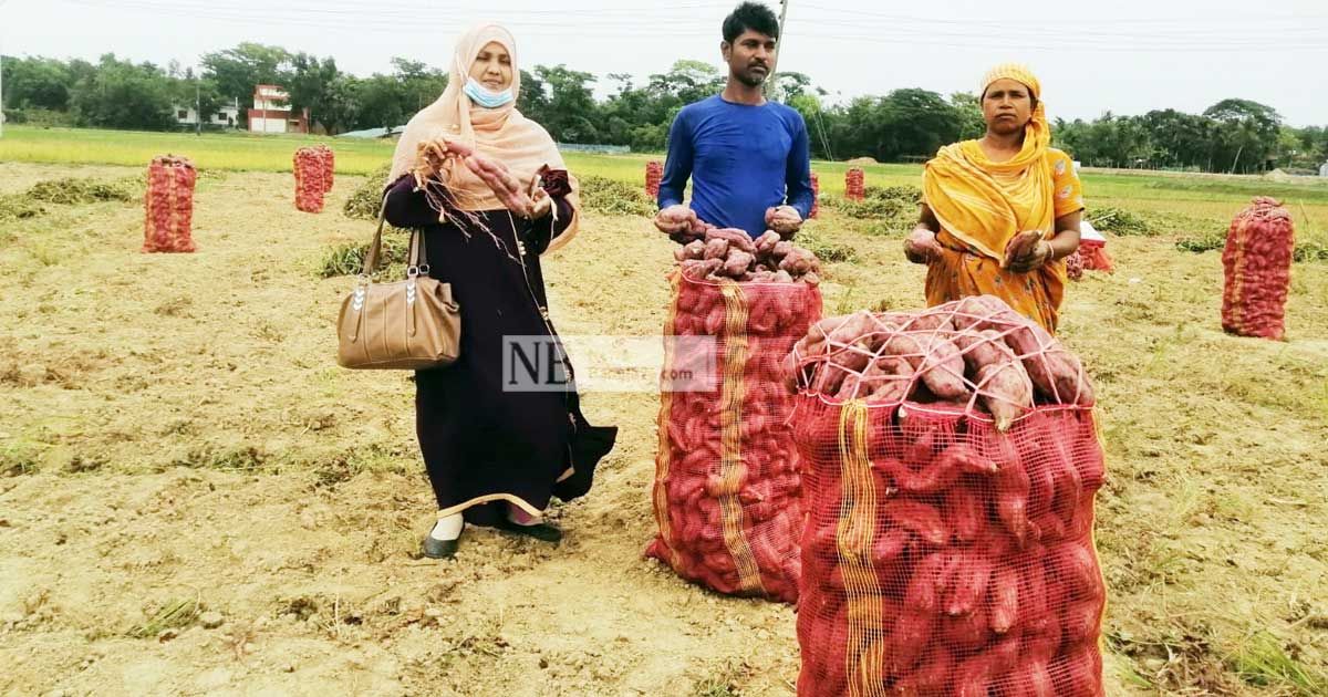 লাভ-ভালো-হওয়ায়-কুমিল্লায়-মিষ্টি-আলুতে-ঝোঁক