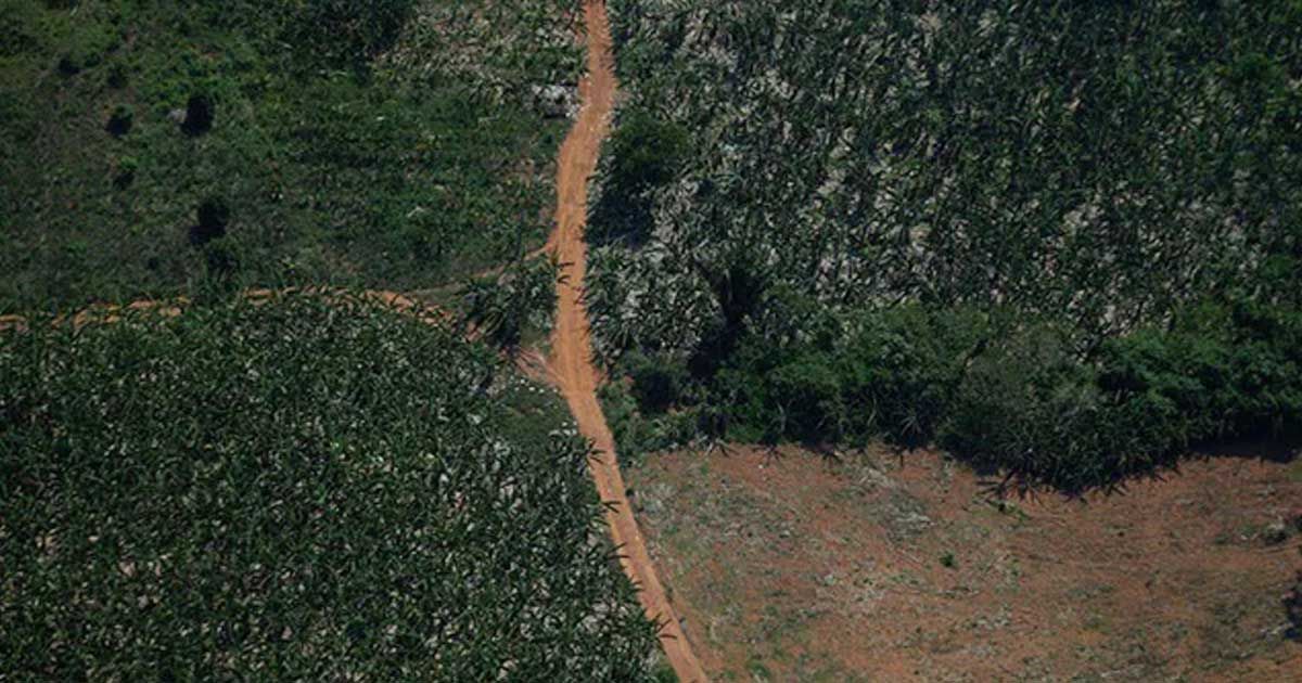 Plane-crash-in-Amazon-4-children-rescued-alive-after-two-weeks
