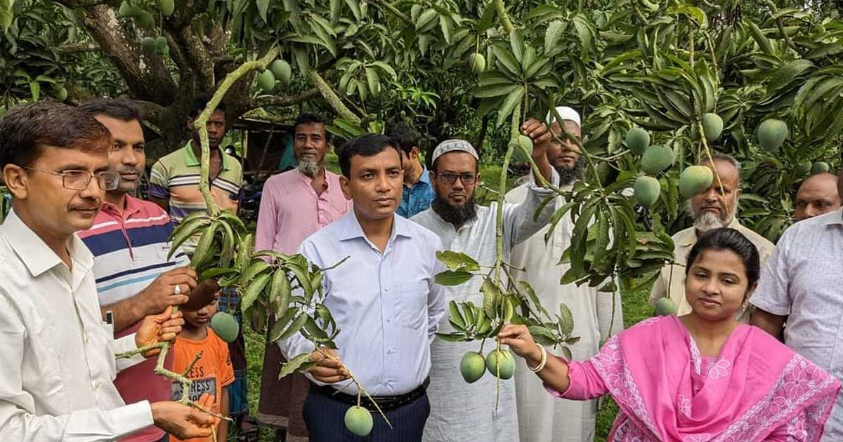 নাটোরে-আম-পাড়া-শুরু